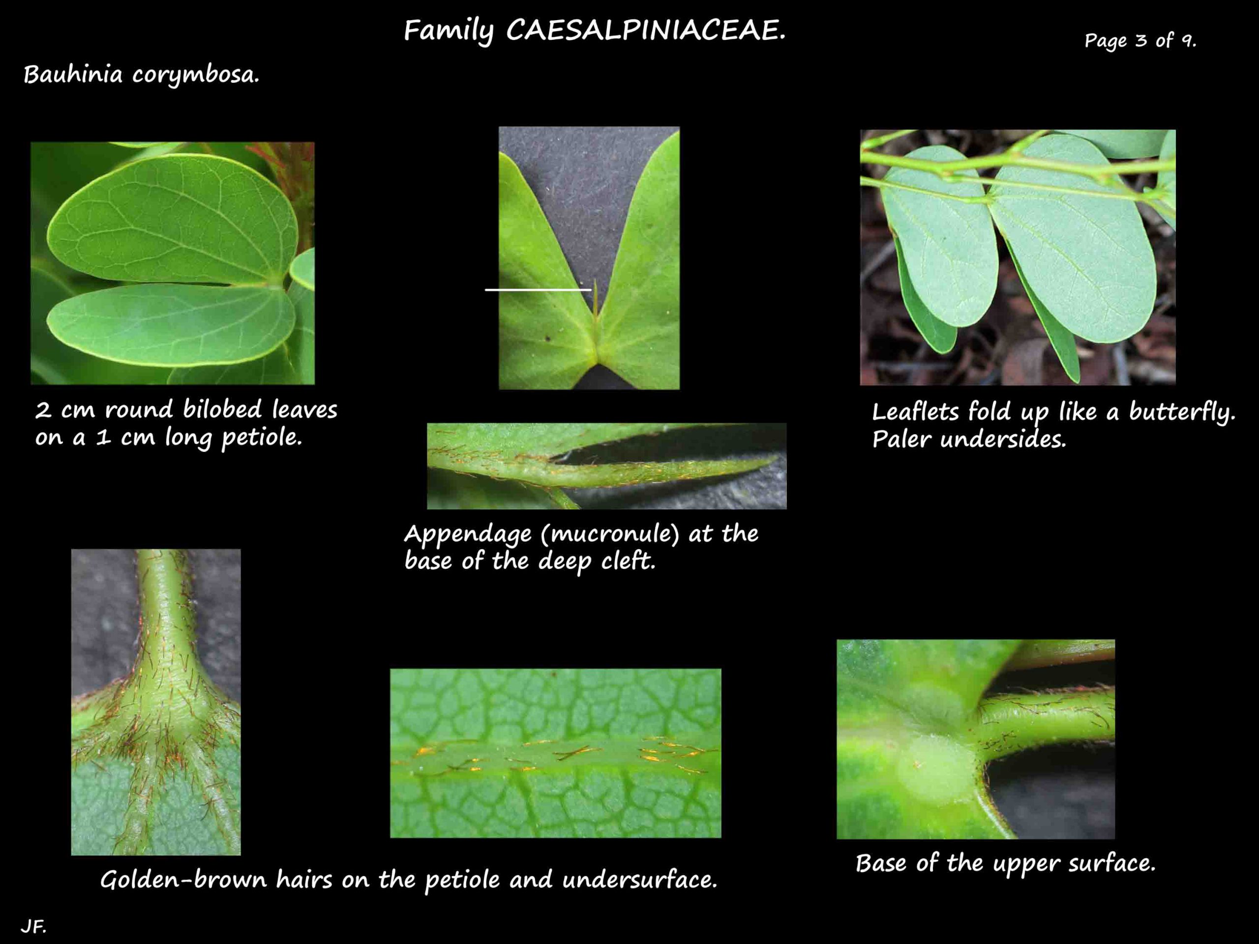 3 Bauhinia corymbosa leaves